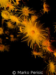 A portrait of Yellow Solitary Coral (leptopsammia pruvoti... by Marko Perisic 